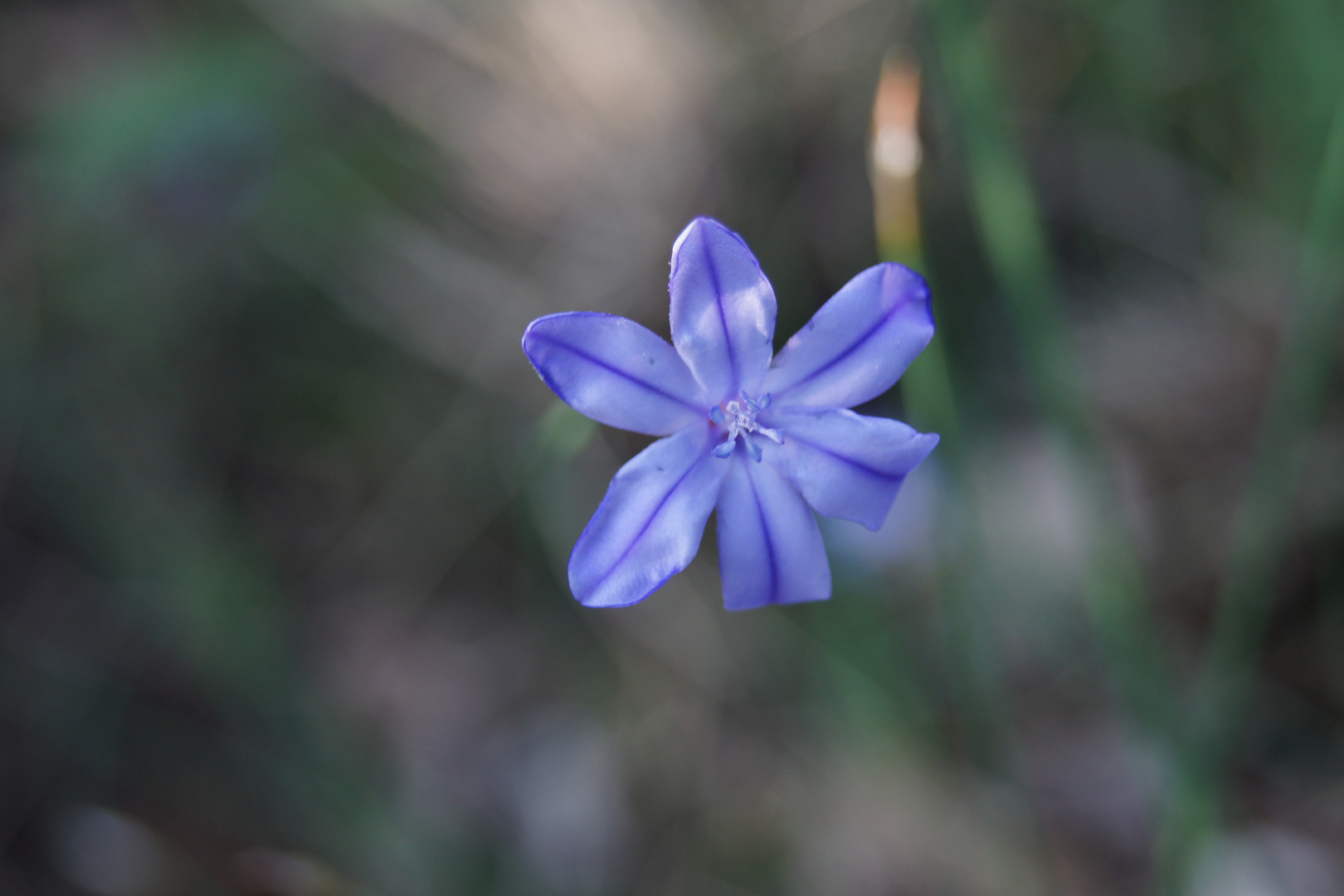 Violette