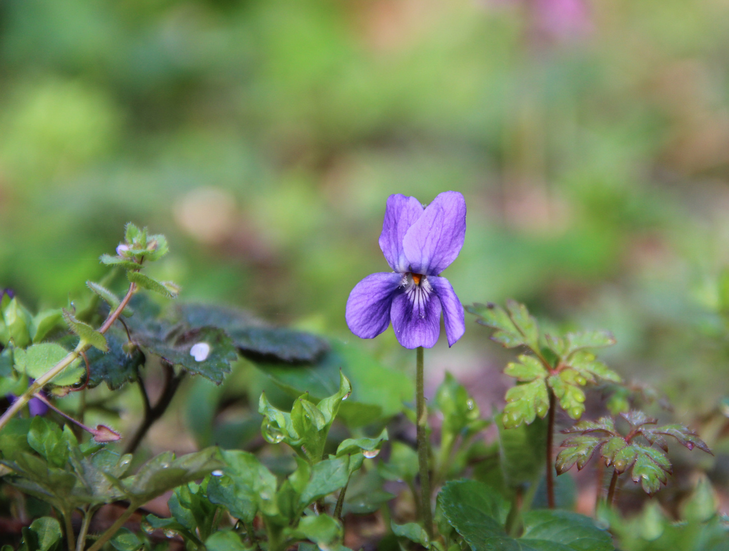 Violette