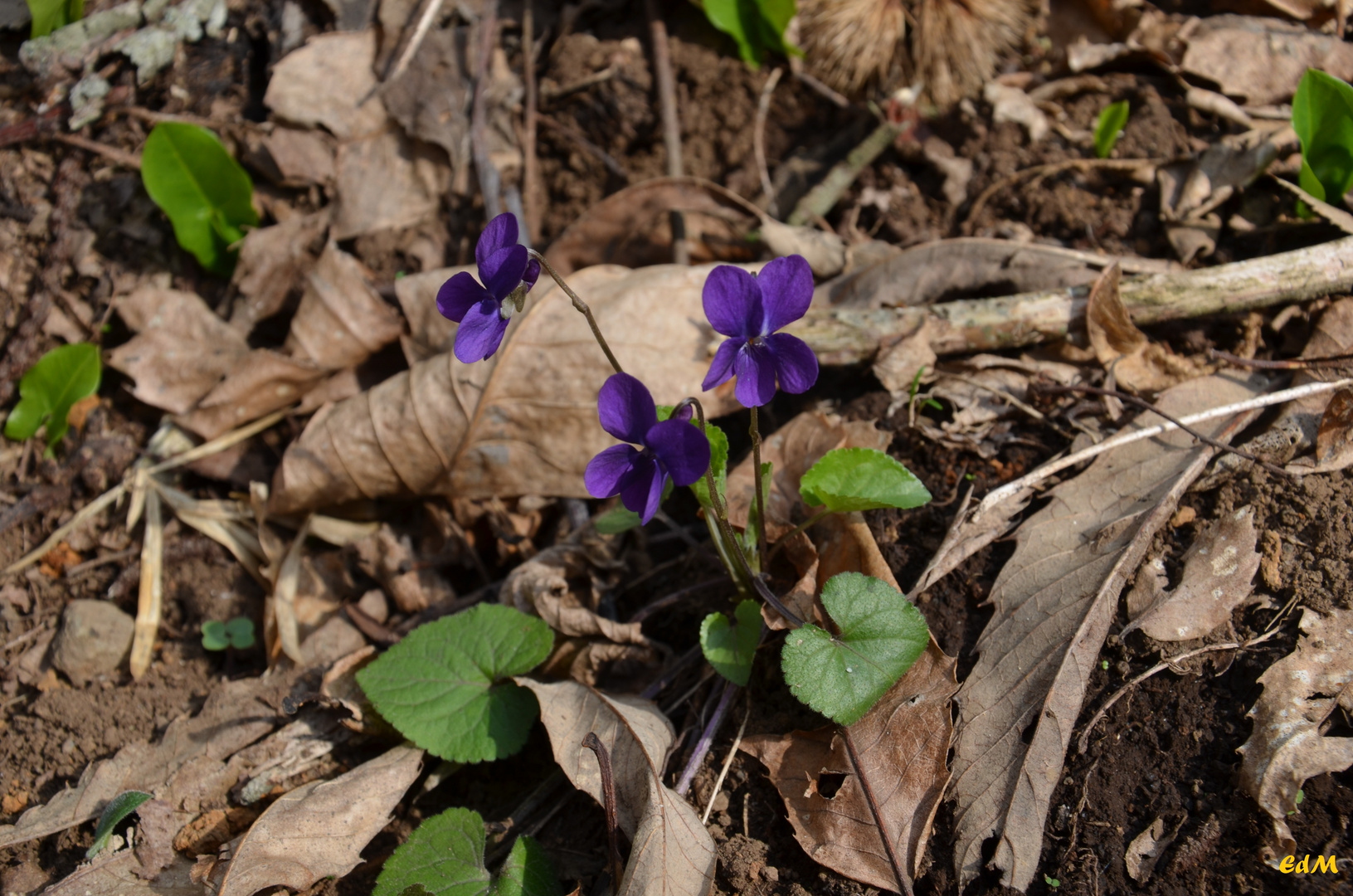 violette