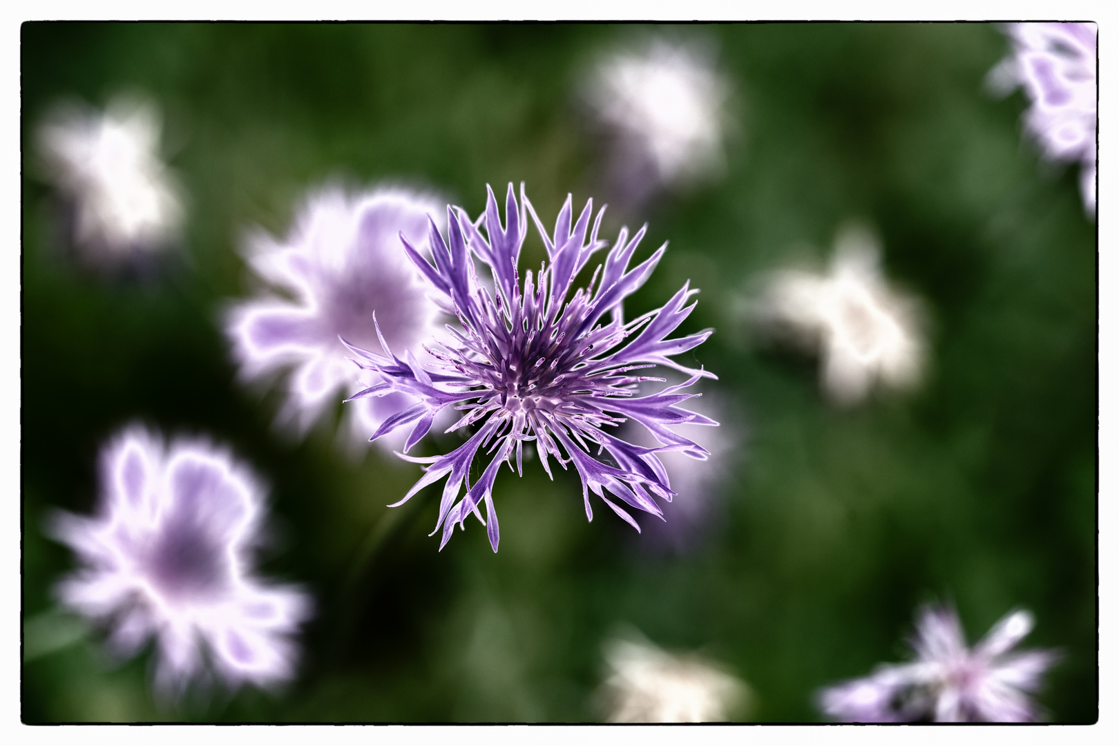 Violette Abstraktion einer Blüte