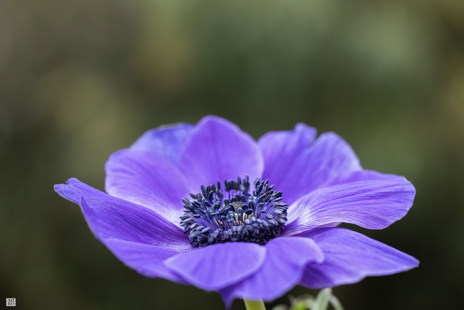 Violette Anemone