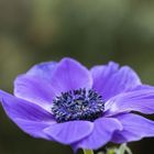 Violette Anemone