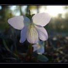 Violette au soleil