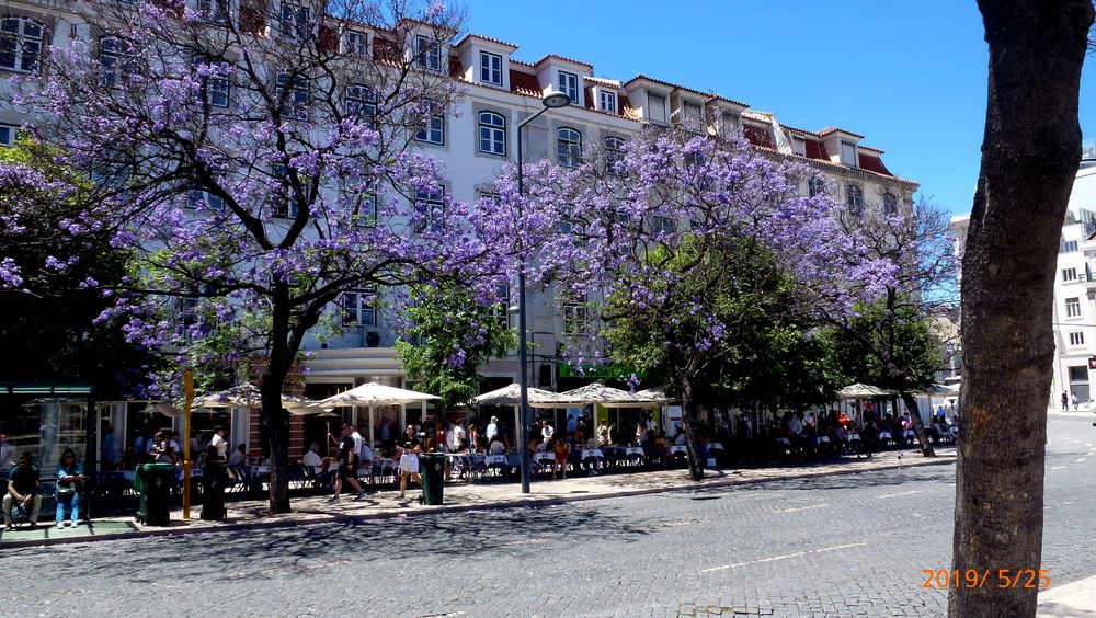 Violette Bäume: Palisander in Lissabon