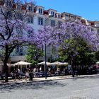 Violette Bäume: Palisander in Lissabon