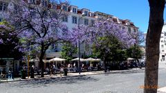 Violette Bäume: Palisander in Lissabon