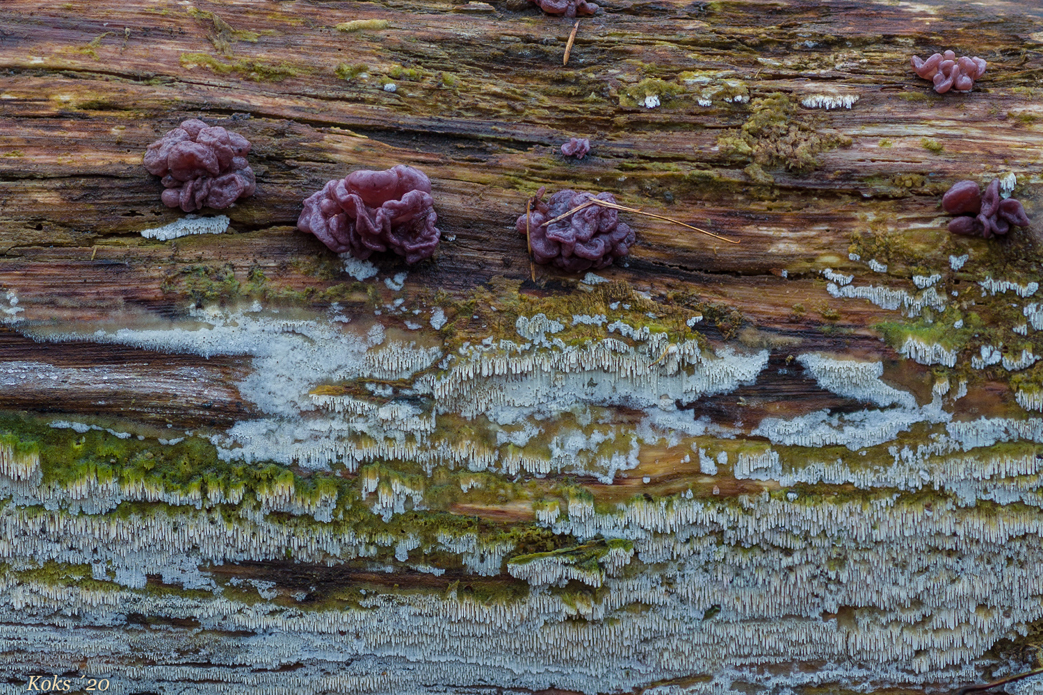 Violette Besucher an Baumgrotte