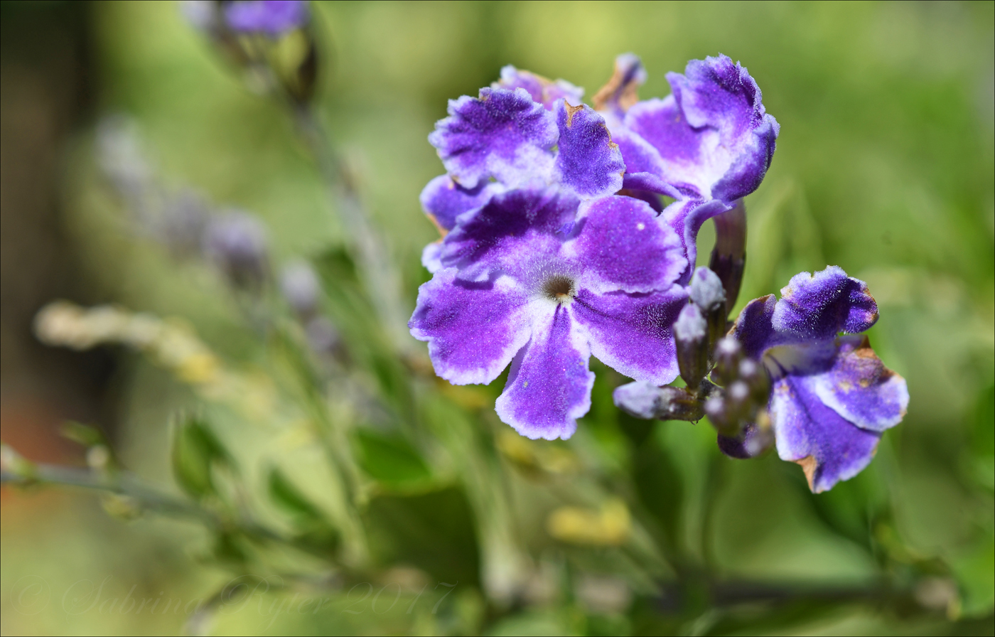 Violette Blümchen...