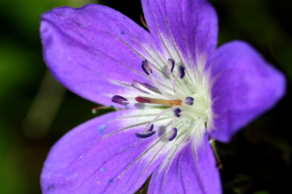 violette blüte