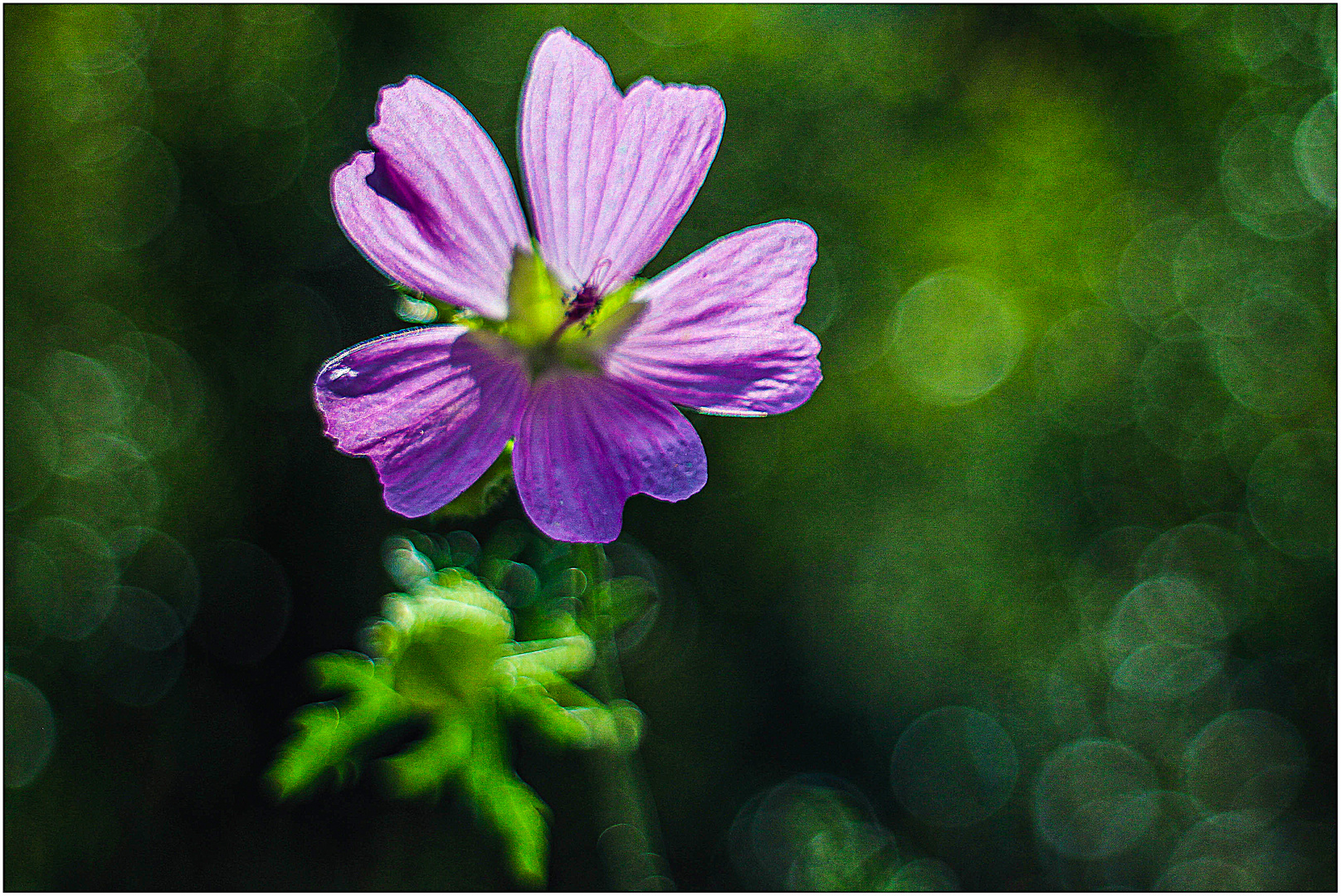 Violette Blüte ...