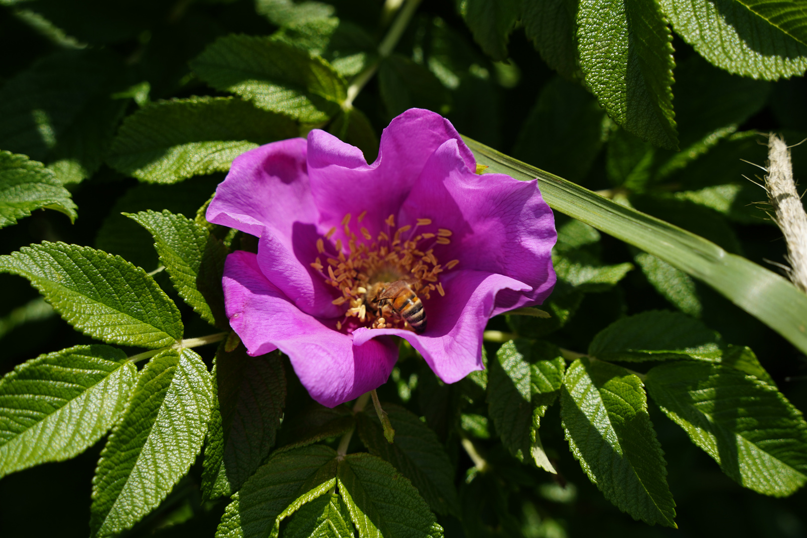 Violette Blüte