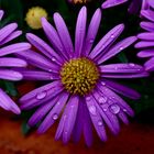 Violette Blüte