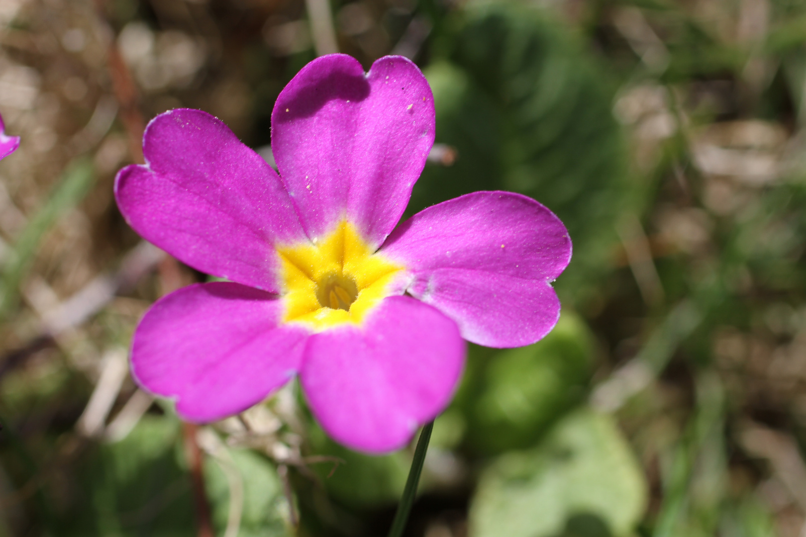 Violette Blüte mit gelben Mittelpunkt