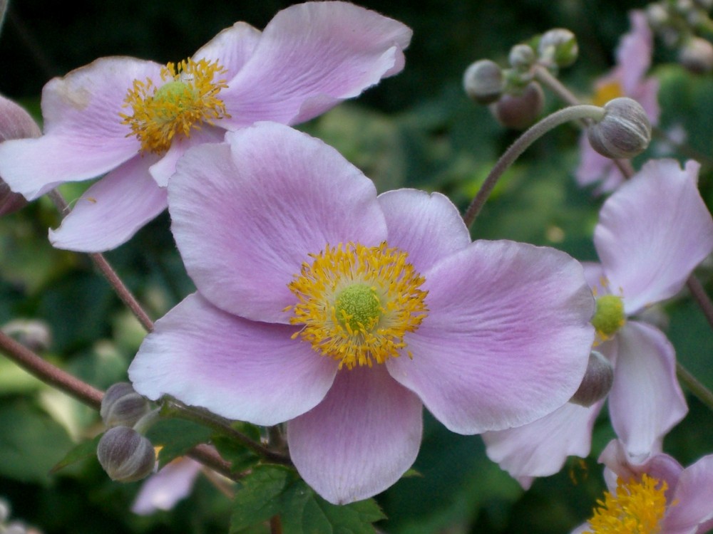 Violette Blüten