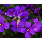 Violette Blüten