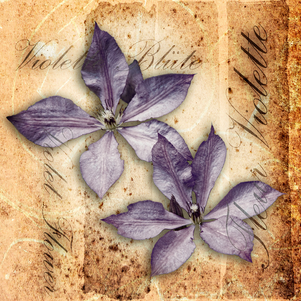 violette Blüten ....