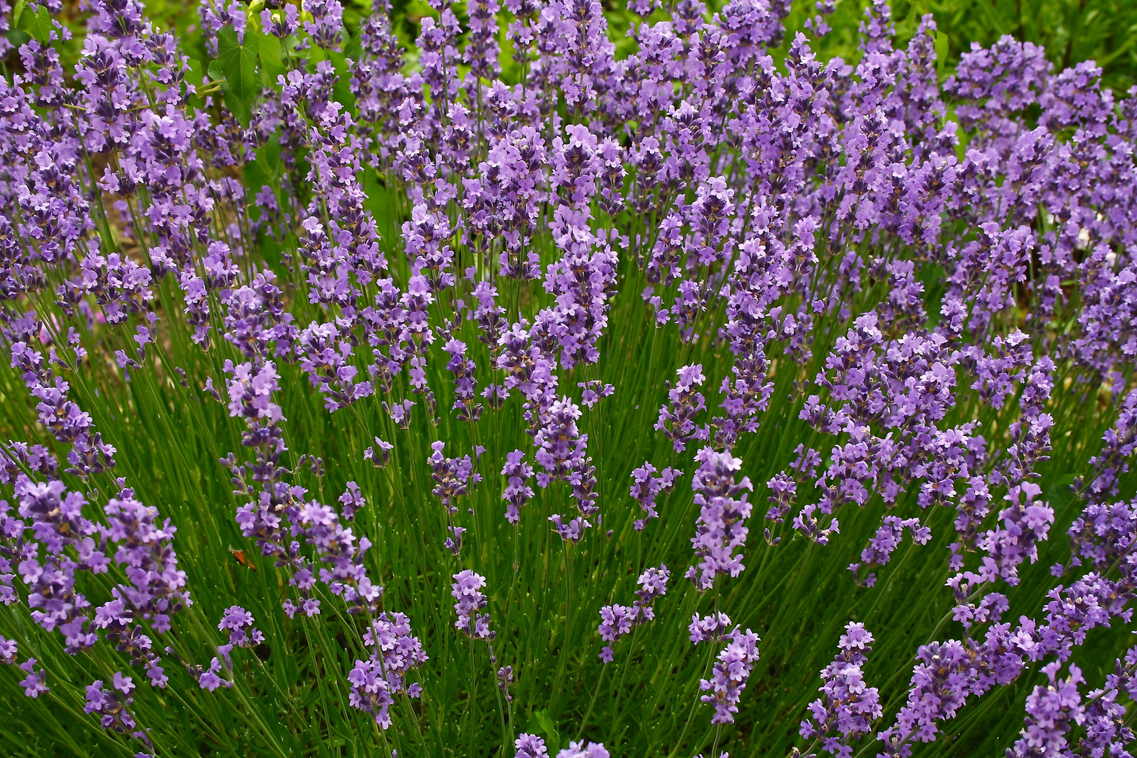 Violette Blüten