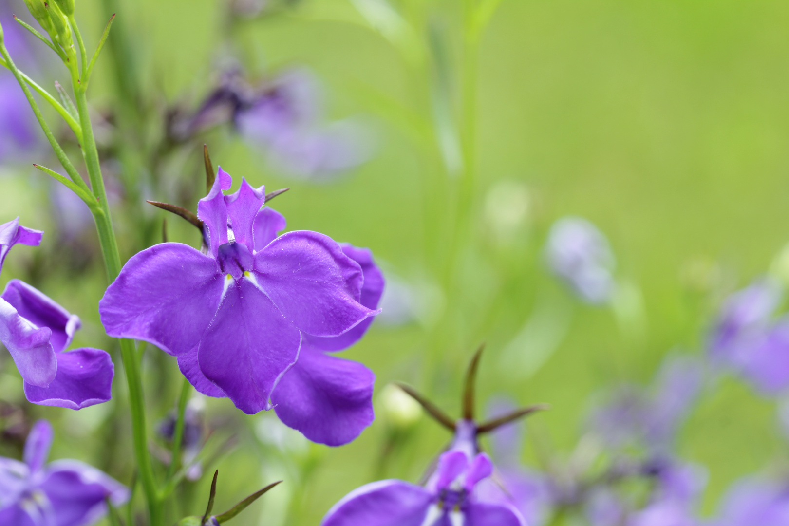 violette Blüten