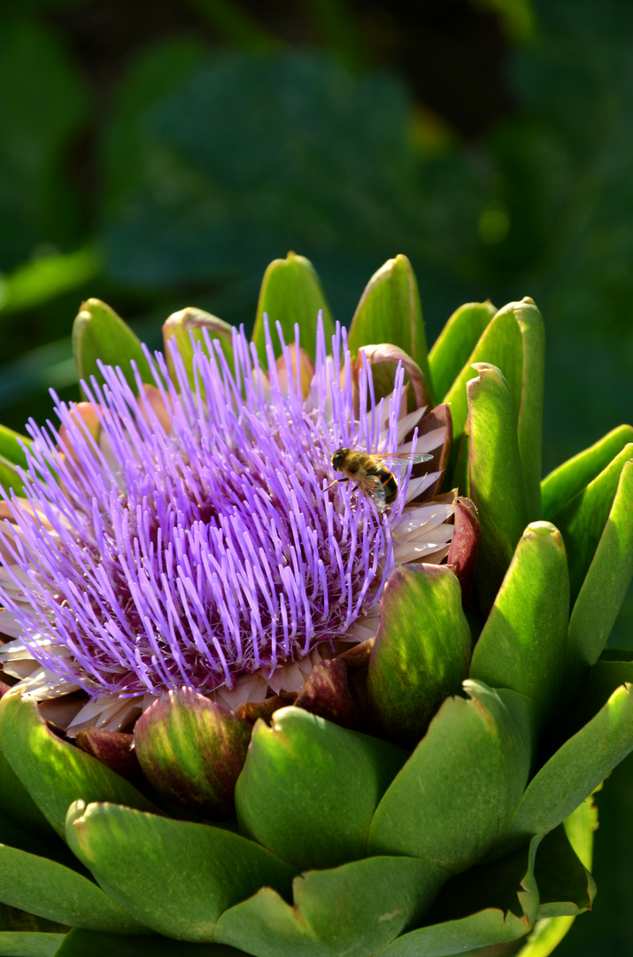 violette Blüten ziehen Bienen an