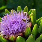 violette Blüten ziehen Bienen an