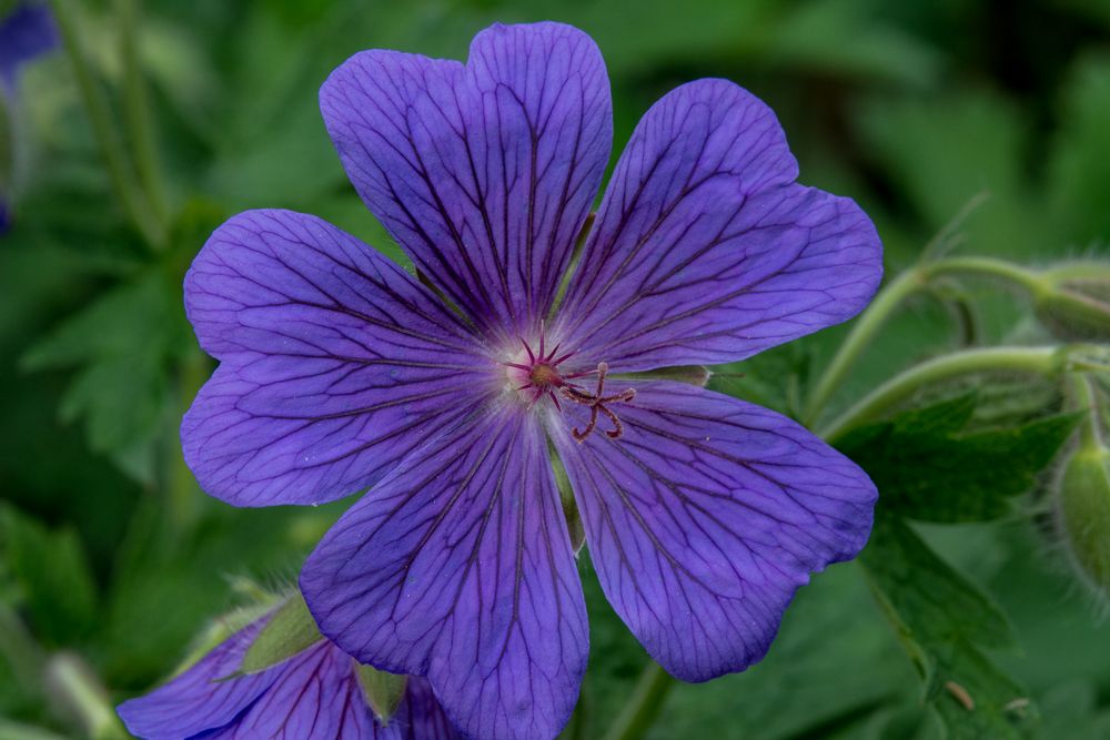violette Blume 2 Foto & Bild pflanzen, pilze & flechten, blüten