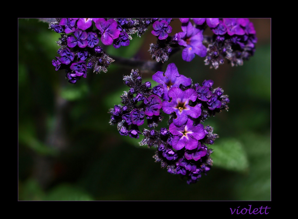 Violette.....