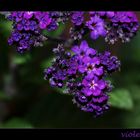 Violette.....