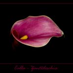 violette Calla (Zantedeschia)