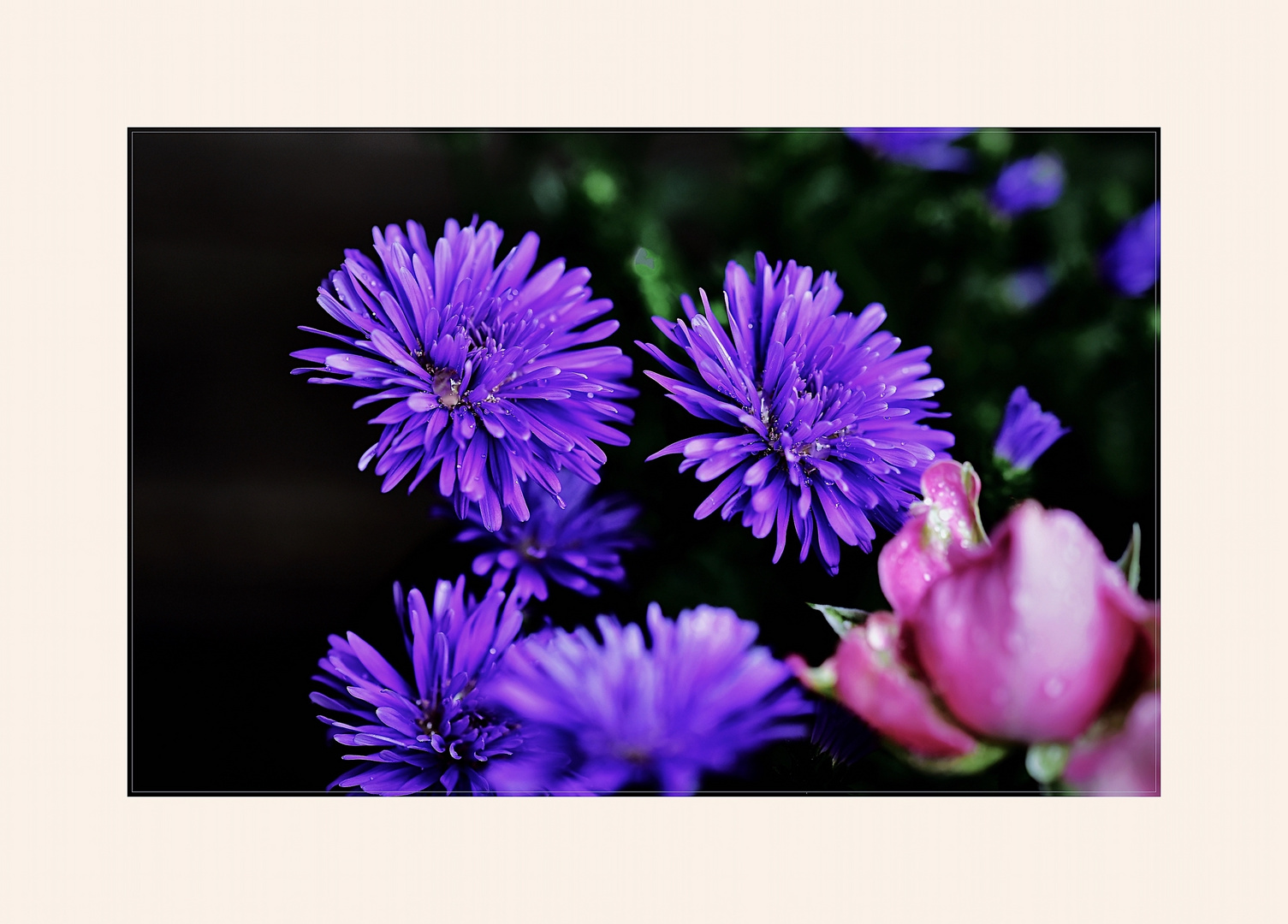 violette Chrysanthemen