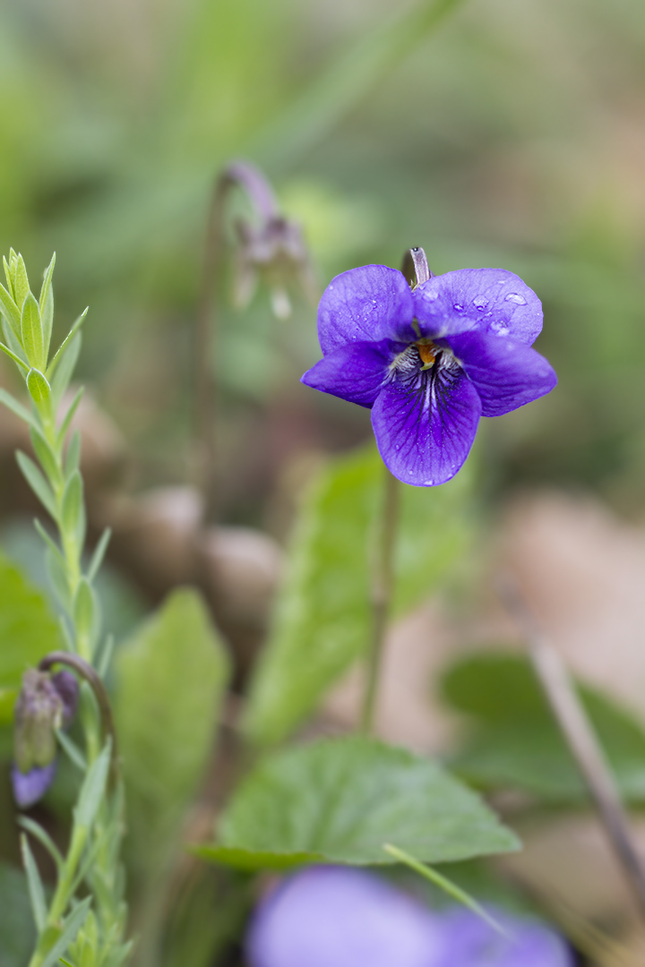 Violette des bois