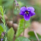 Violette des bois