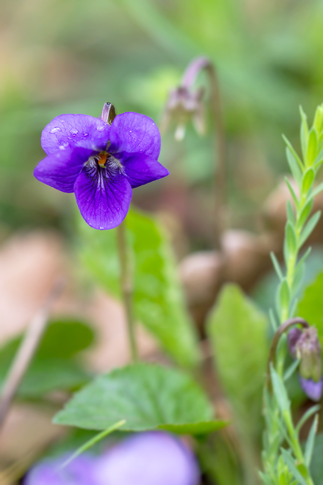 Violette des bois