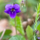 Violette des bois