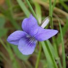 VIOLETTE DES BOIS