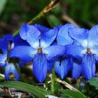 violette di bosco