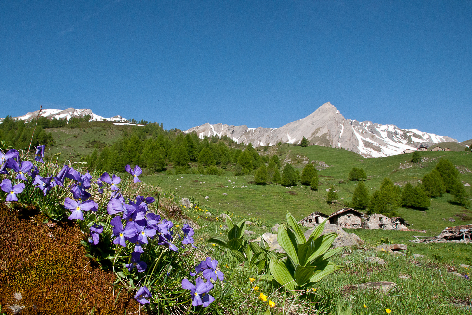 Violette di montagna