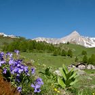 Violette di montagna