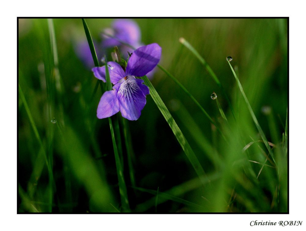 Violette du matin.