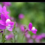 Violette Erinnerung II