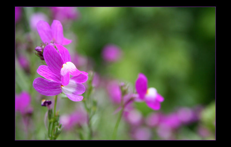 Violette Erinnerung II