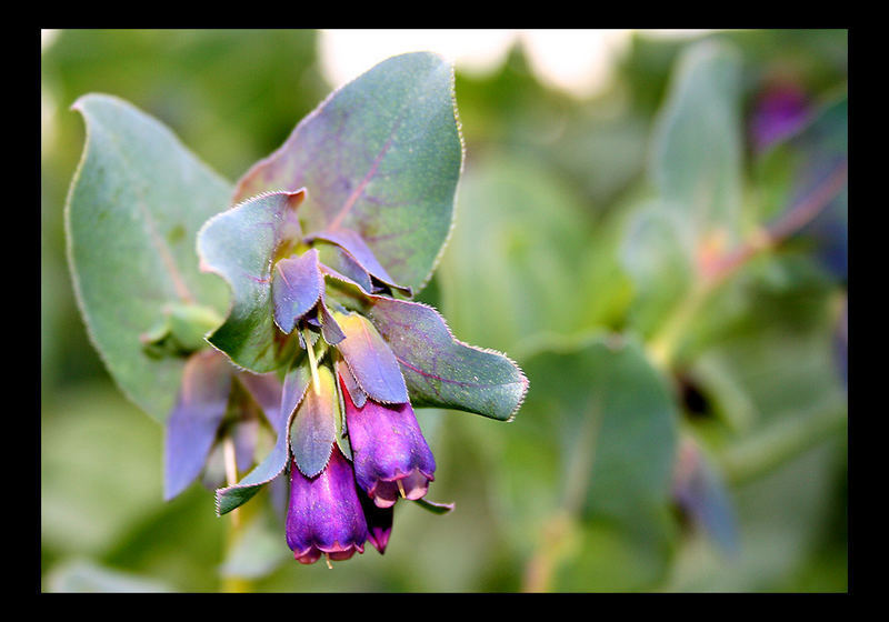 Violette Erinnerung III