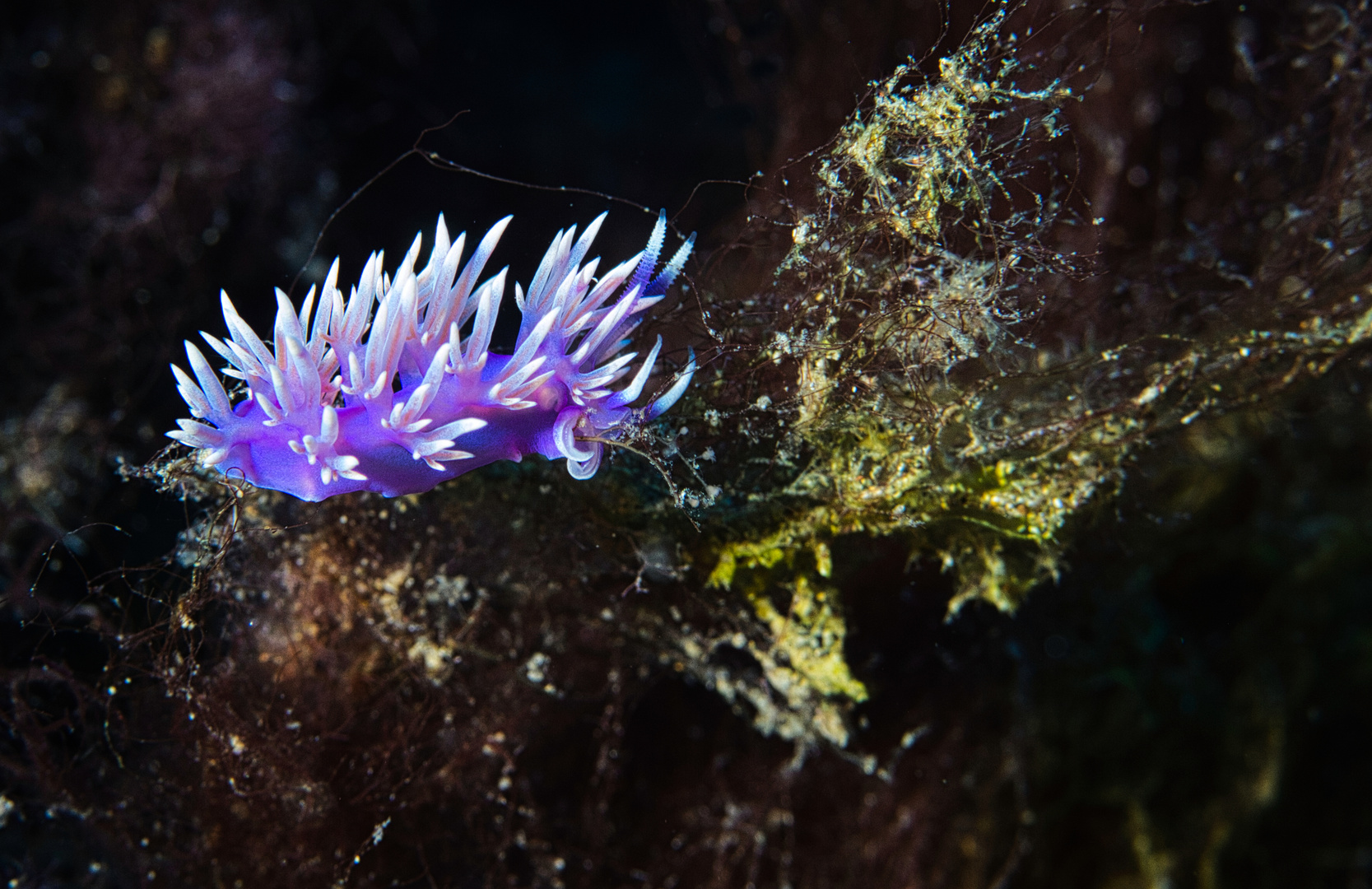 Violette Fadenschnecke