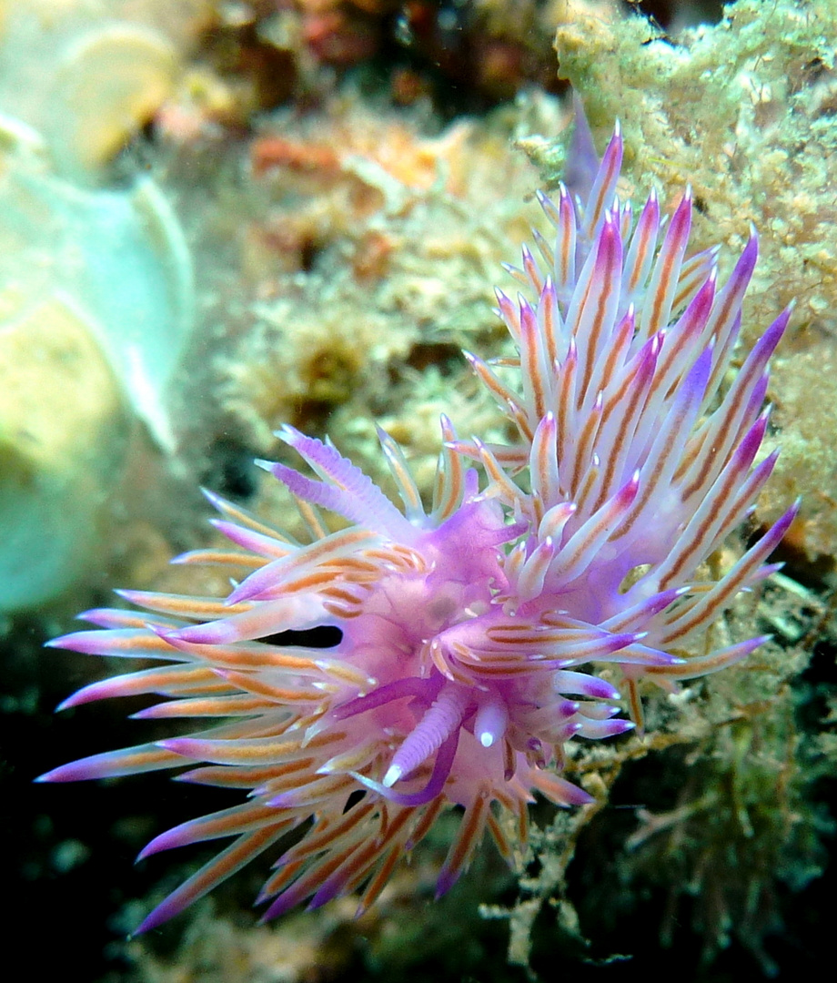 Violette Fadenschnecken (Flabellina affinis)