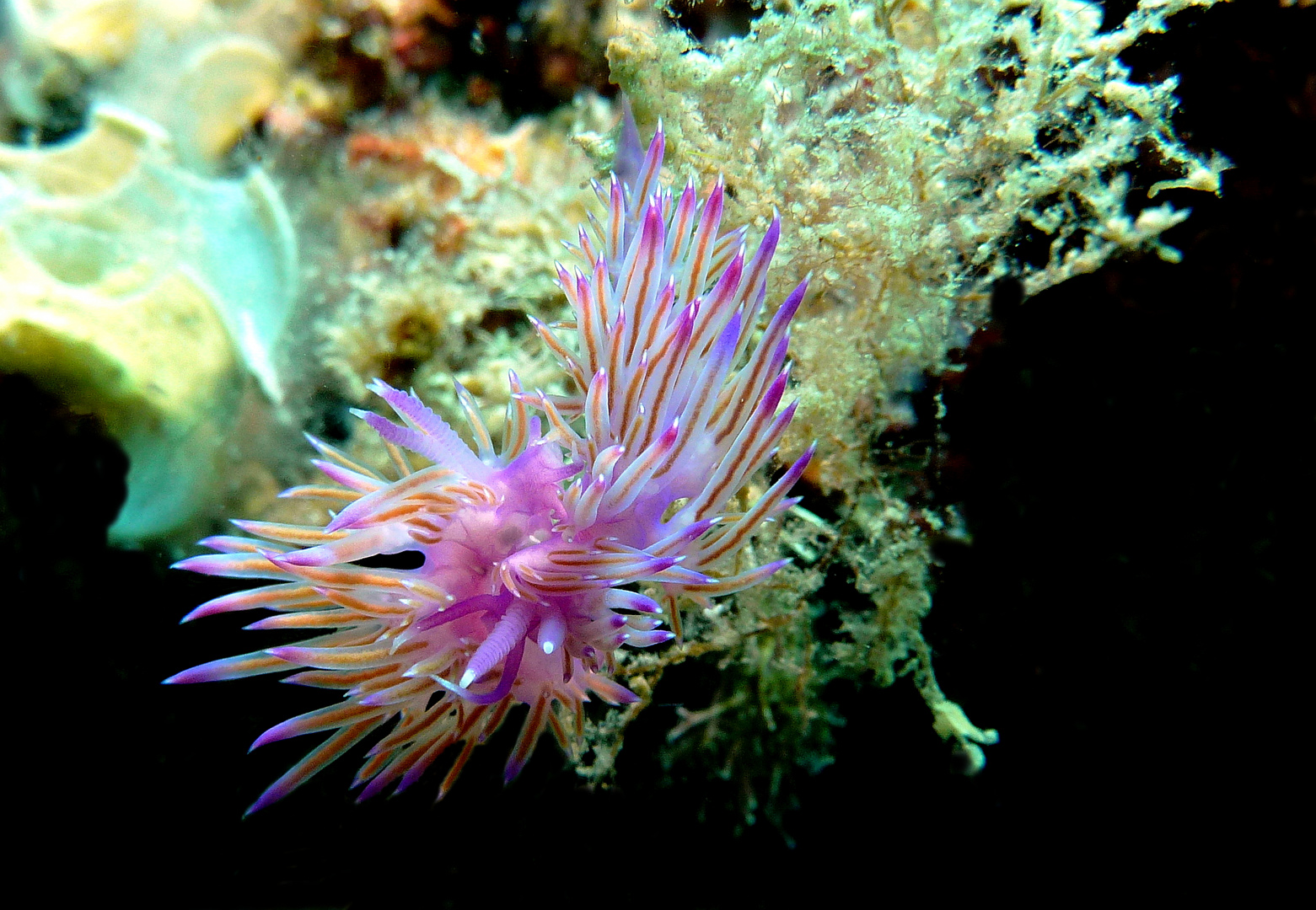 Violette Fadenschnecken (Flabellina affinis) neues Fotos nach BA