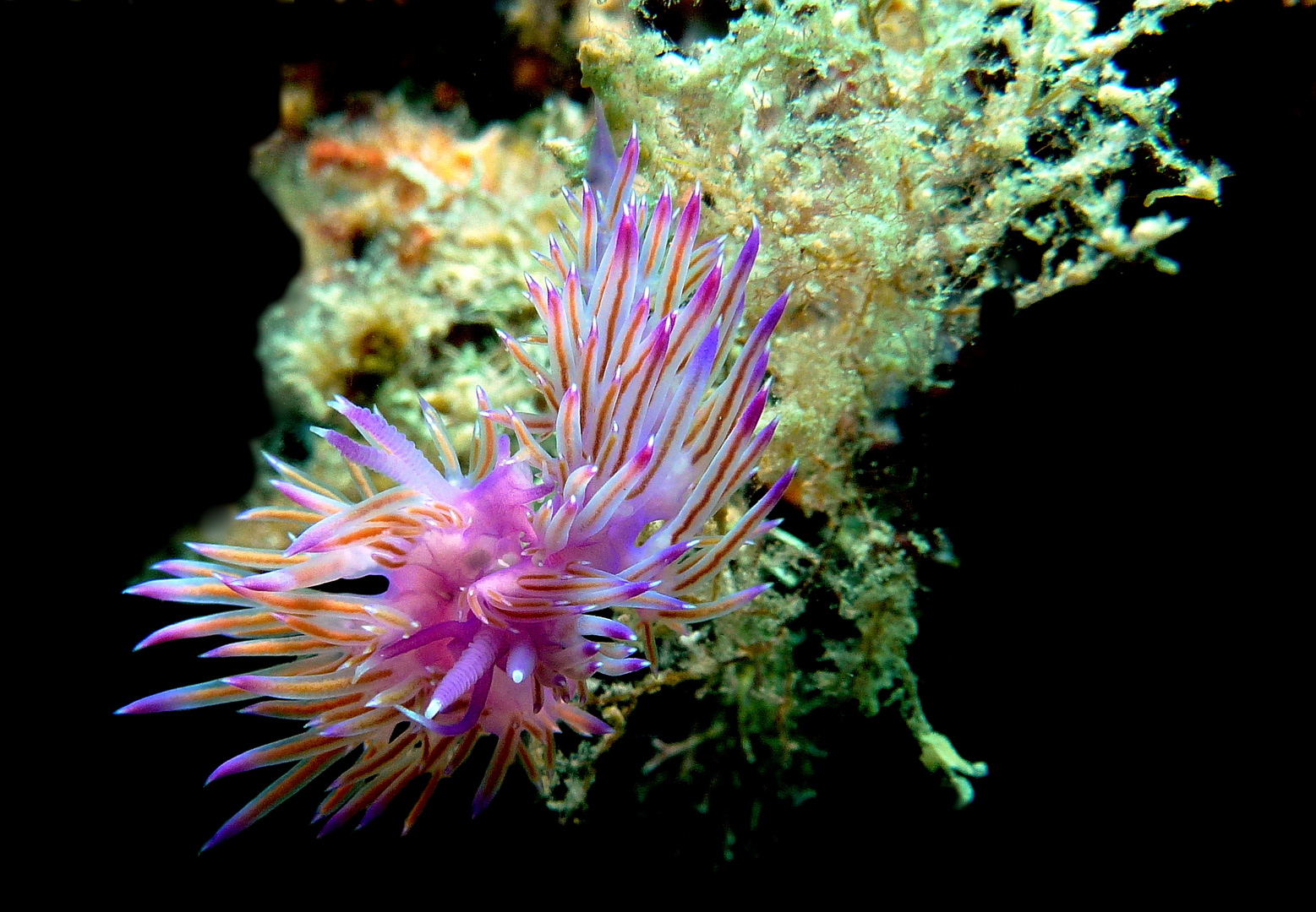 Violette Fadenschnecken (Flabellina affinis) neues Fotos nach BA (2)