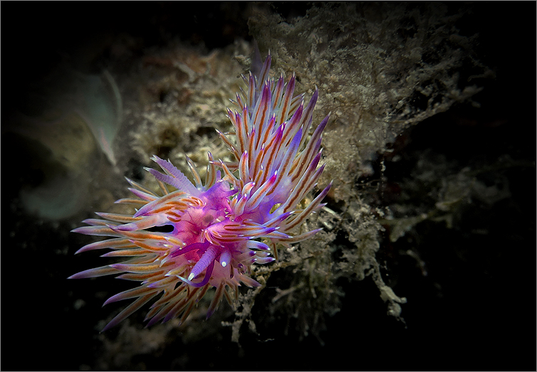 Violette Fadenschnecken (Flabellina affinis) neues Fotos nach BEA von Sven Hewecker