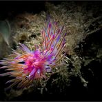 Violette Fadenschnecken (Flabellina affinis) neues Fotos nach BEA von Sven Hewecker