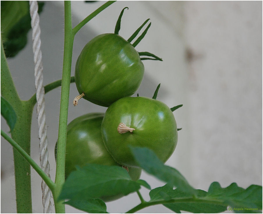 Violette Fleischtomate