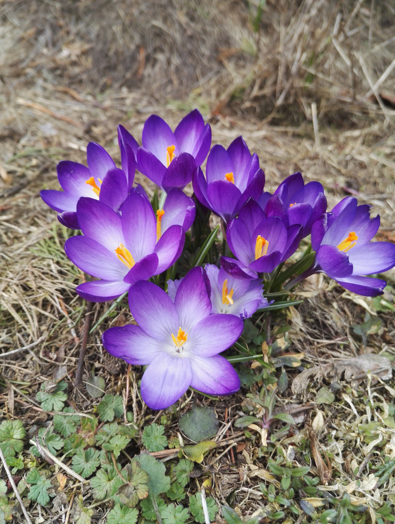 violette Frühlingsboten