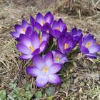 violette Frühlingsboten